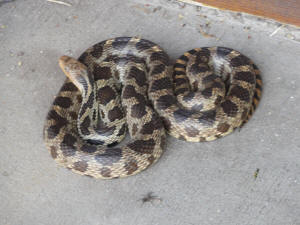 Adult Eastern Milksnake...